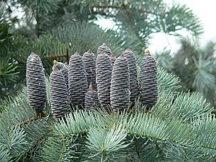 Abies concolor glauca White Fir Blue Form seeds