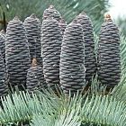 Abies concolor glauca