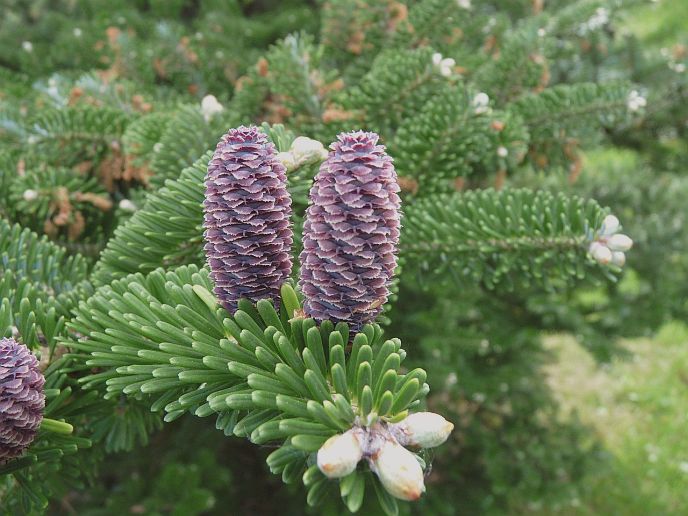 Abies koreana Korean Fir seeds