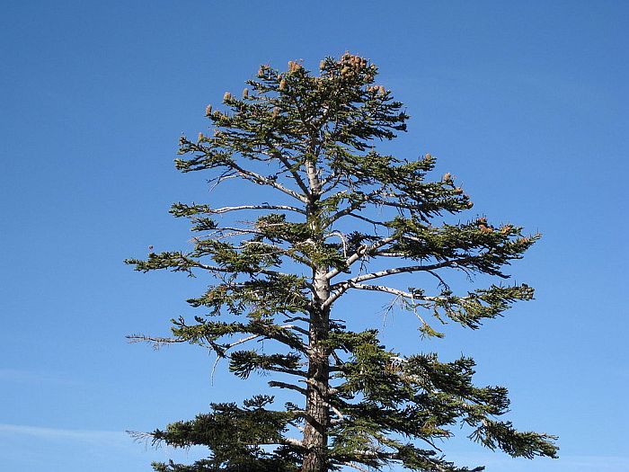 Abies magnifica Californian Red fir seeds