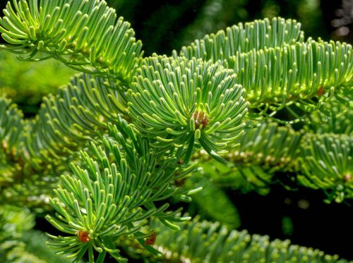 Abies nordmanniana Caucasian Fir seeds