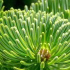 Abies nordmanniana  semillas