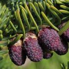 Abies procera