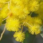 Acacia dealbata Mimosa semi