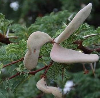 Acacia erioloba Kameldornbaum Samen