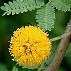 Acacia farnesiana acacia dulce semillas