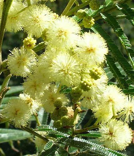 Acacia mearnsii black wattle seeds