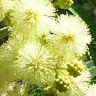 Acacia mearnsii ﻿Акация черноствольная cемян