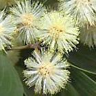 Acacia melanoxylon acacia de madera negra semillas