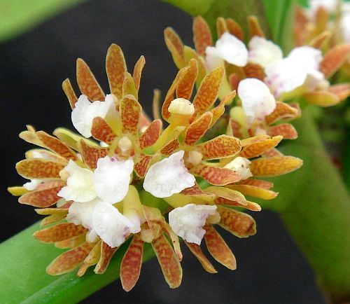 Acampe ochracea orchid seeds