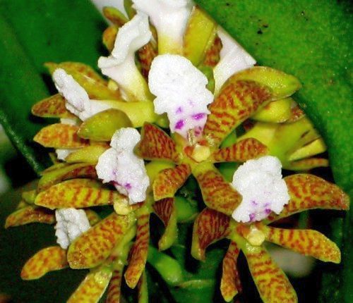 Acampe papillosa orchids seeds