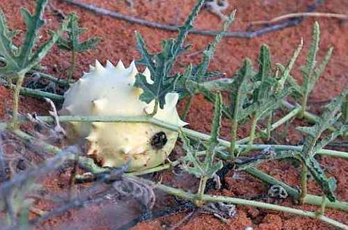 Acanthosicyos naudinianus Gemsbok Cucumber seeds