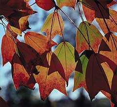 Acer buergerianum Trident maple seeds