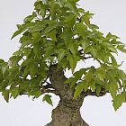 Acer buergerianum Dreispitz-Ahorn Samen