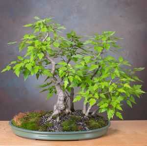 Acer ginnala Amur maple seeds