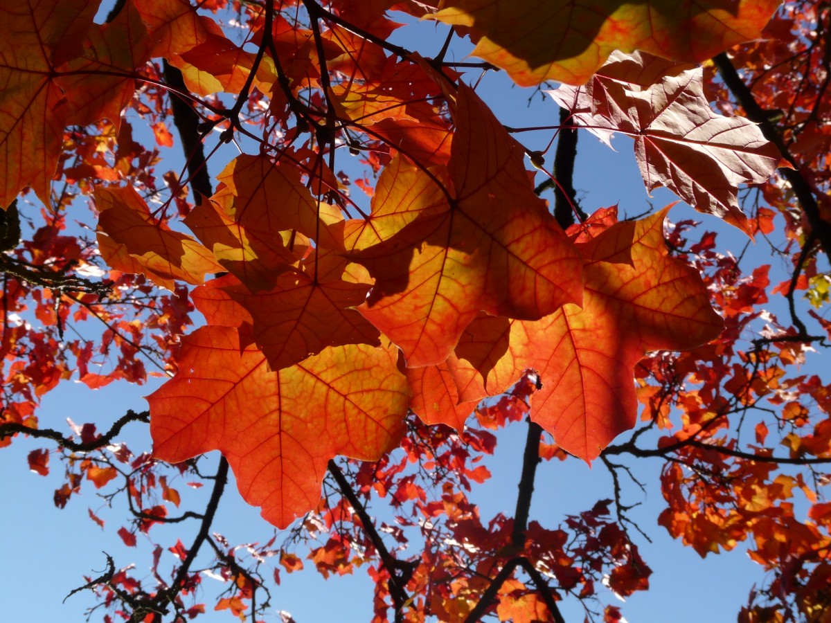 Acer ginnala Amur maple seeds