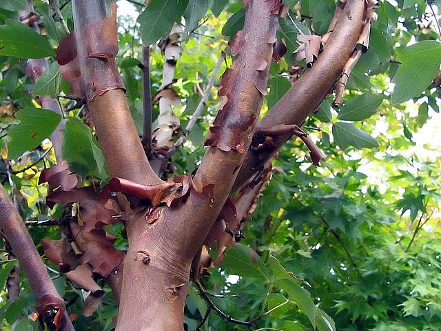 Acer griseum Paperbark Maple seeds