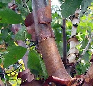 Acer griseum Zimt-Ahorn Samen