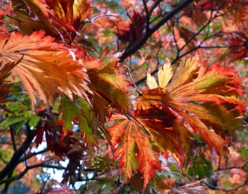 Acer japonicum aconitifolium Cut-leaved Japanese Maple seeds