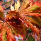 Acer japonicum aconitifolium Japanische Feuerahorn Samen