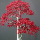 Acer palmatum Roter F?cherahorn Samen