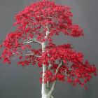 Acer palmatum Arce japon?s semillas