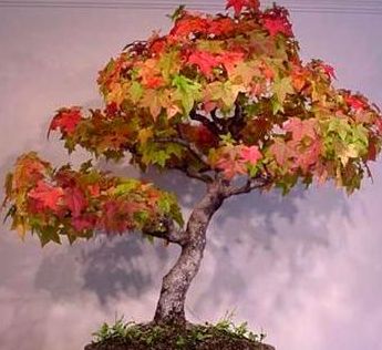 Acer rubrum Red Maple - Swamp or Soft Maple - Bonsai seeds