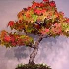 Acer rubrum Rotahorn - Bonsai Samen