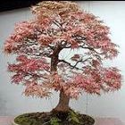 Acer saccharum Zucker-Ahorn - Bonsai Samen