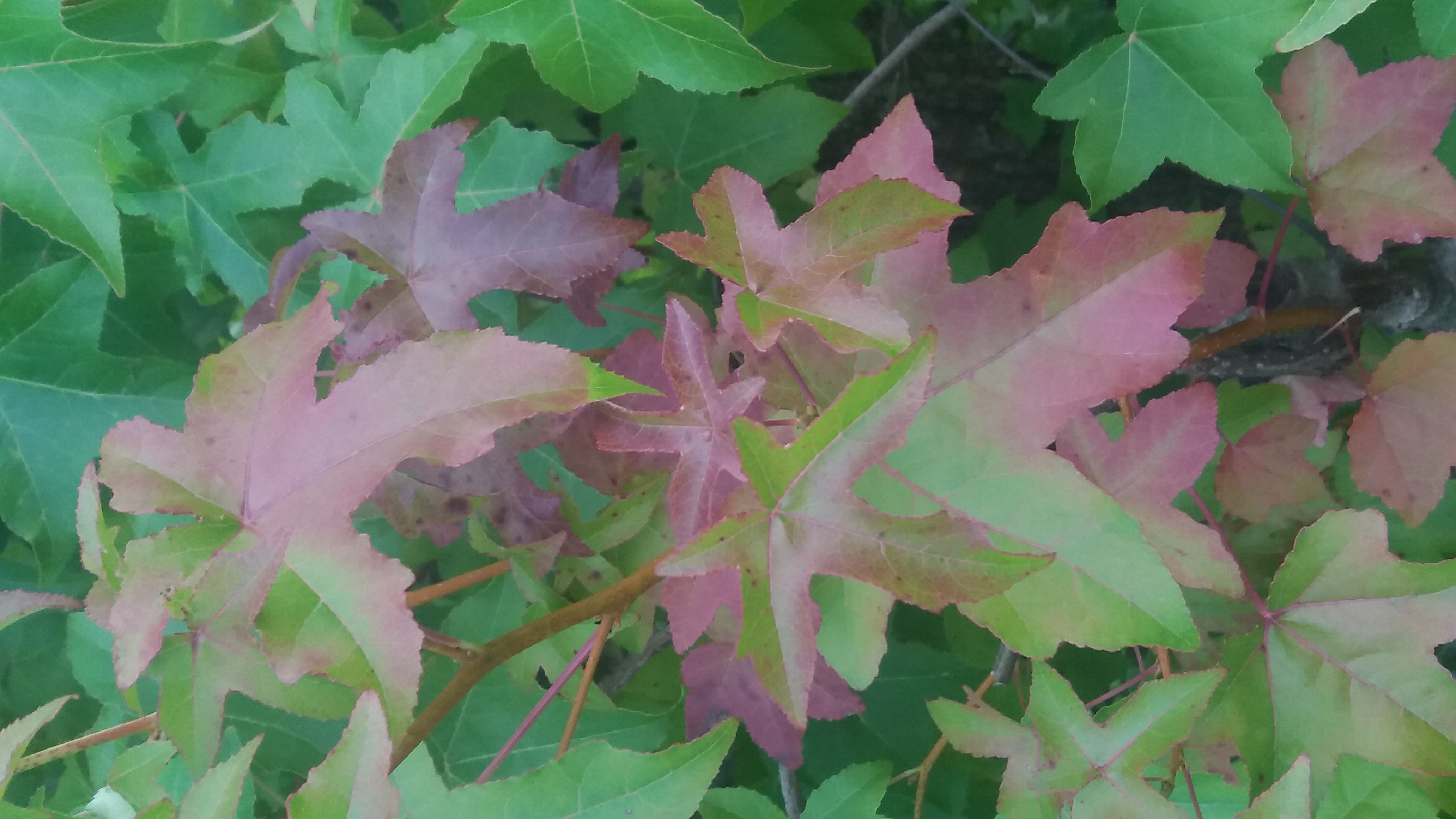 Acer tartaricum Tatar maple - Tatarian maple - Bonsai seeds