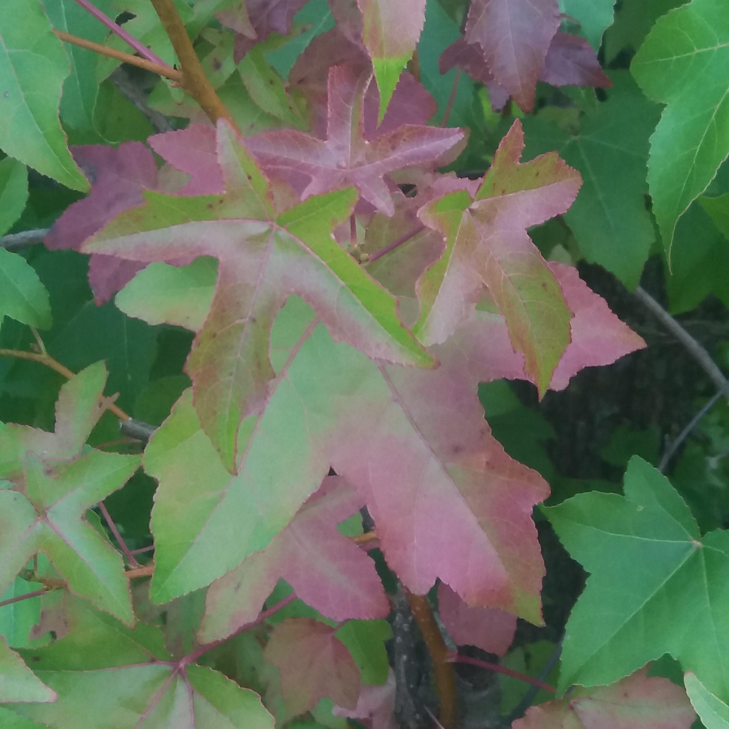 Acer tartaricum  semillas