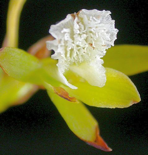 Acrolophia capensis orchid - orchids seeds