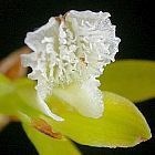 Acrolophia capensis orchid?e - orchid?es graines