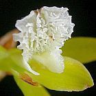 Acrolophia capensis ﻿орхидея cемян