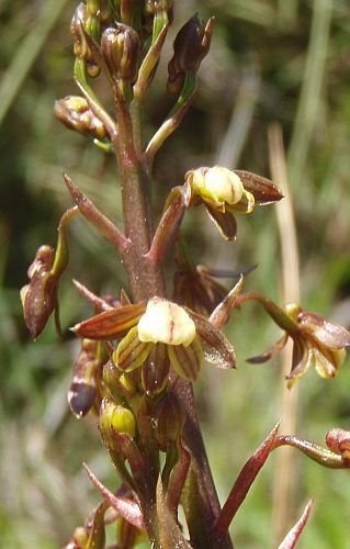 Acrolophia cochlearis Ear-Like Acrolophia seeds