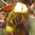Acrolophia cochlearis orchidea semi