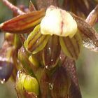 Acrolophia cochlearis Oreille Acrolophia graines