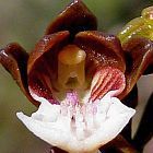 Acrolophia micrantha, orchid seeds