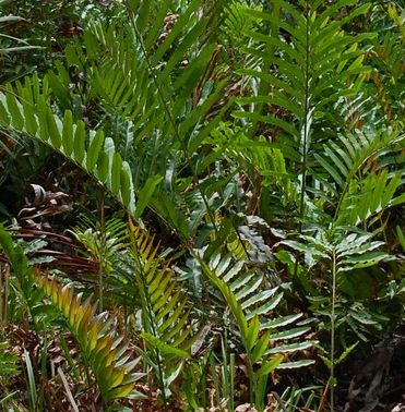 Acrostichum aureum Golden Leather Fern - Mangrove Fern seeds