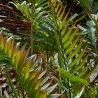 Acrostichum aureum Mangrovenfarn - Goldener Lederfarn Samen