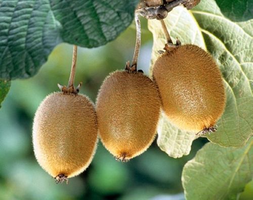 Actinida delisiosa kiwi - kiwifruit seeds