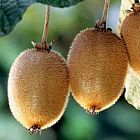 Actinida delisiosa kiwi graines