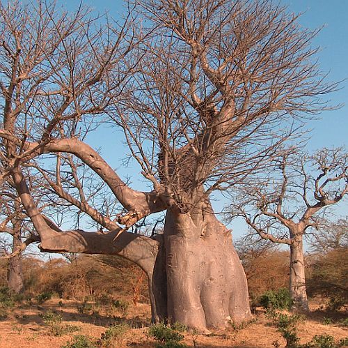 Adansonia digitata African baobab seeds