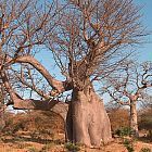 Adansonia digitata africano del baobab semillas