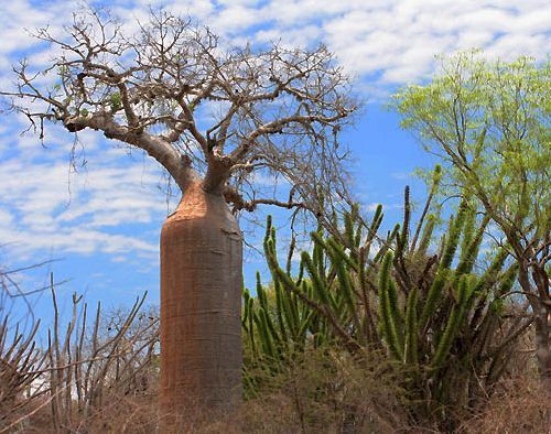 Adansonia fony Baobab Fony seeds