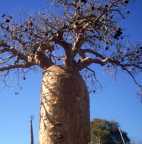 Adansonia fony Baobab Fony semillas