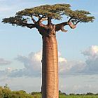 Adansonia grandidieri baobab di Grandidier semi