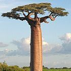 Adansonia grandidieri