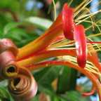 Adansonia madagascariensis