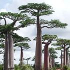 Adansonia perrieri  cемян